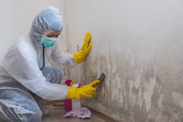 Best Commercial Mold Remediation in Southfield, MI