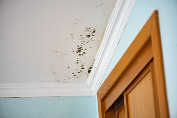 Best Emergency Mold Remediation in Southfield, MI