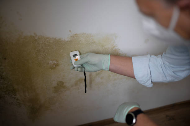Best Post-Flood Mold Remediation in Southfield, MI