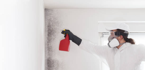 Best White Mold Remediation in Southfield, MI