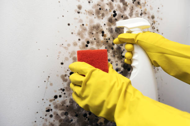 Best Mold Testing and Inspection Services in Southfield, MI