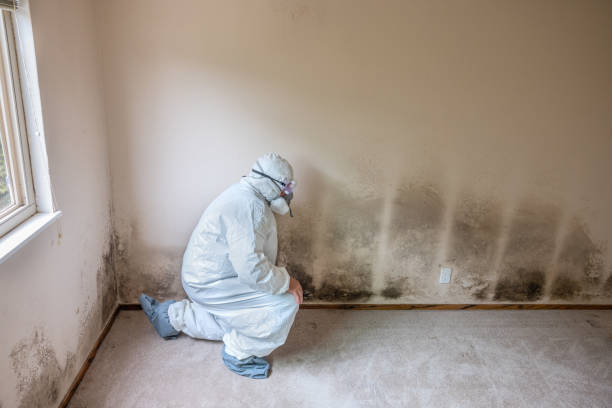 Best HVAC Mold Remediation in Southfield, MI