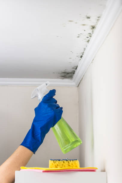 Best Residential Mold Remediation in Southfield, MI